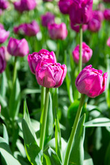 It's Beautiful tulips in the Keukenhof park in Netherlands