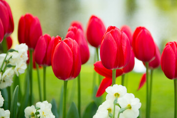 It's Red tulips in the Keukenhof park in Netherlands