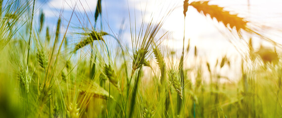 wheat close-up, wide format. natural background