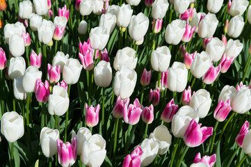 It's Spring flowers in the Keukenhof park in Netherlands