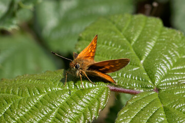 A Large Skipper Butterfly basking on a Bramble leaf.