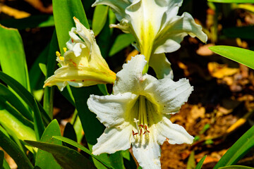 Sinharaja Forest Reserve, a national park in Sri Lanka. UNESCO World Heritage