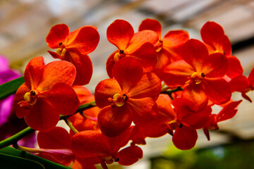 Sinharaja Forest Reserve, a national park in Sri Lanka. UNESCO World Heritage