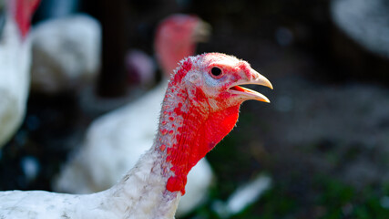 White turkeys walking in the paddock. Common white Turkey looking for grain while walking in a...