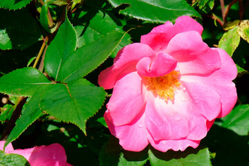 close up of pink peony flower