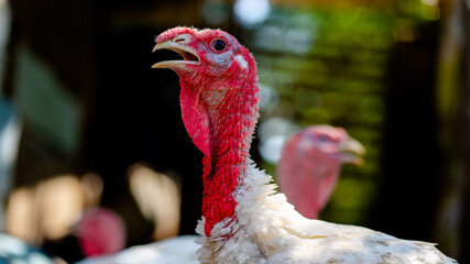 White turkeys walking in the paddock. Common white Turkey looking for grain while walking in a paddock on a farm