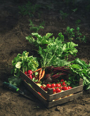 Fresh vegetables, potato, radish, tomato, carrot, beetroot in wooden box on ground on farm at...