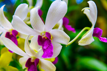 Fototapeta premium Sinharaja Forest Reserve, a national park in Sri Lanka. UNESCO World Heritage