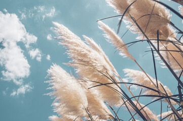 Fototapety  Pampa grass with light blue sky and clouds