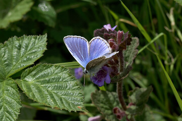 A Common Blue Butterfly nectaring on a purple flower.