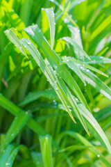 Fresh green grass. Sunlight, day, bright juicy
