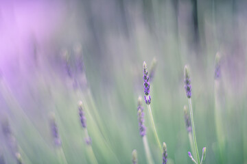 Fototapeta premium lavender flowers in the wind