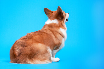 Rear view back dog cute welsh corgi pembroke, looking up over blue background.  Touchy and displeased pet. Copy space