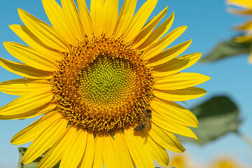 Naklejka premium Una abeja se alimenta sobre un girasol 