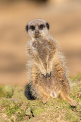 Naklejka na ściany i meble Cute meerkat portrait image. One leg shorter than the other.