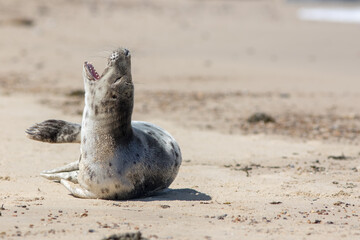 Cry for help. Lonely seal. Endangered species nature conservation image. Animal suffering and mental health.