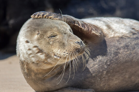 Headache. Funny Animal Meme Image. Seal With A Sore Head.