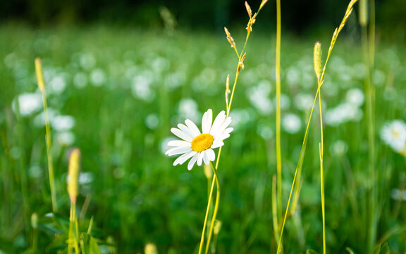 Beautiful fresh daisy, "prästkrage" midsummer flower , midsommar blommor . in a field of flowers in sweden