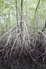 Racines de palétuvier, mangrove à Lembongan, Indonésie