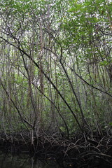 Fototapeta premium Mangrove à Lembongan, Indonésie
