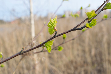 Young leaves of a tree on a background of dry grass