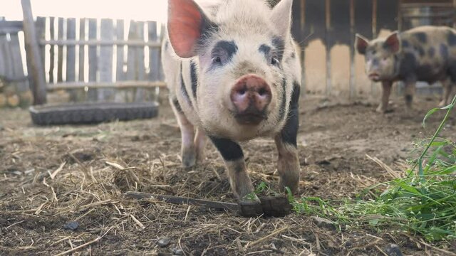 funny pigs sniffing air farming agriculture concept. pig on an old farm. adult piglets run in lifestyle a pen on an old farm