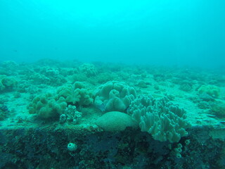 Fototapeta na wymiar Fond marin, plongée sous marine aux îles Gili, Indonésie