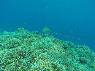 Tortue, plongée sous marine aux îles Gili, Indonésie	