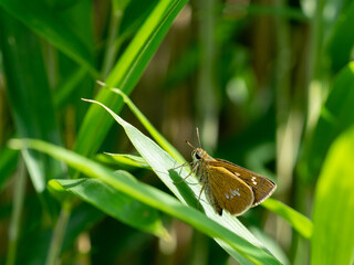 オオチャバネセセリ