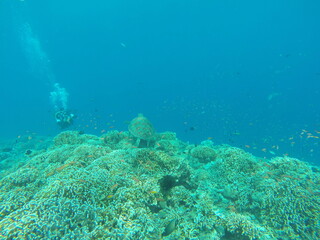 Fototapeta na wymiar Tortue, plongée sous marine aux îles Gili, Indonésie 