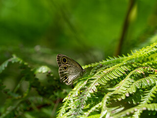 ウラナミジャノメ