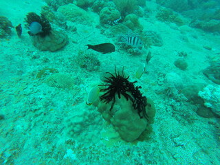 Oursin, plongée sous marine aux îles Gili, Indonésie	