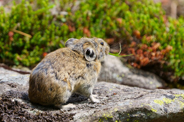 ナキウサギ