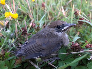 blackbird in the grass
