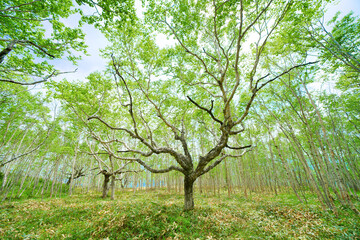 白樺の森