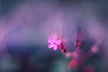 Fototapeta na wymiar Little pink flower geranium robertianum soft focus