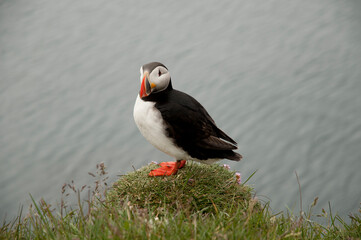 cute puffin on a cliff iceland