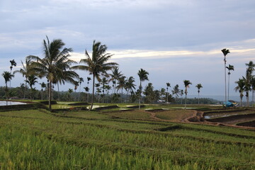 Fototapeta na wymiar Rizières à Lombok, Indonésie
