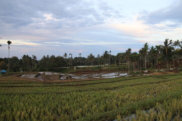 Rizières à Lombok, Indonésie
