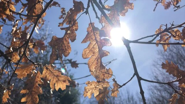 foglie secche autunnali, si muovono al vento su un cielo blu e un sole che illumina in controluce