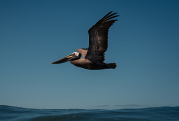 Pelican flying over the ocean with its wings spread