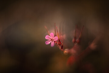 Fototapeta premium Little pink flower geranium robertianum soft focus