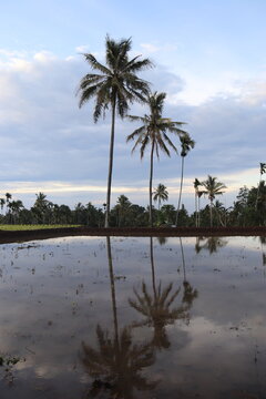 Rizière et palmiers à Lombok, Indonésie © Atlantis