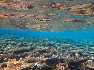 colorful coral reef with fish on the Red sea in Egypt