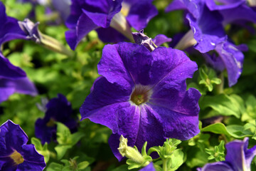 Closeup of Purple Petunia