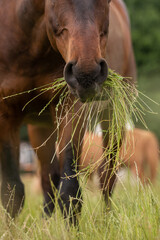 Pferd frißt langes Gras