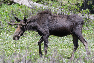Bull Moose in The Spring - Colorado Rocky Mountains
