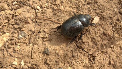 beetle on the ground