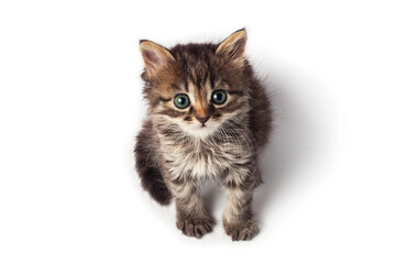 Fototapeta na wymiar Cute little striped kitten isolated on white background