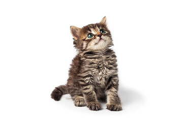 Cute little striped kitten isolated on white background